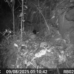 Antechinus flavipes (Yellow-footed Antechinus) at Bucketty, NSW - 9 Aug 2025 by MartinPredavec