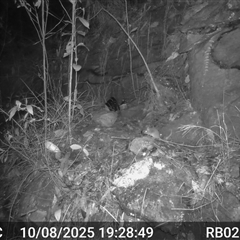 Antechinus flavipes (Yellow-footed Antechinus) at Bucketty, NSW - 10 Aug 2025 by MartinPredavec