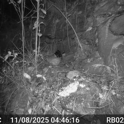 Rattus fuscipes (Bush Rat) at Bucketty, NSW - 11 Aug 2025 by MartinPredavec