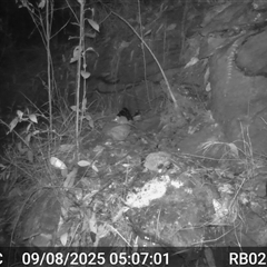 Antechinus flavipes (Yellow-footed Antechinus) at Bucketty, NSW - 9 Aug 2025 by MartinPredavec