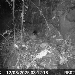 Antechinus flavipes (Yellow-footed Antechinus) at Bucketty, NSW - 12 Aug 2025 by MartinPredavec