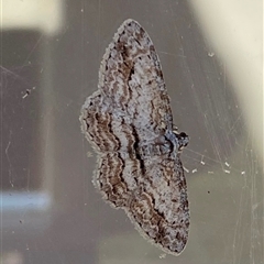 Didymoctenia exsuperata (Thick-lined Bark Moth) at Kangaroo Valley, NSW - 17 Aug 2025 by lbradley