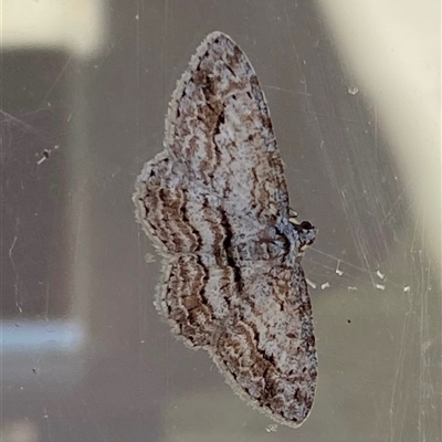 Didymoctenia exsuperata (Thick-lined Bark Moth) at Kangaroo Valley, NSW - 17 Aug 2025 by lbradley