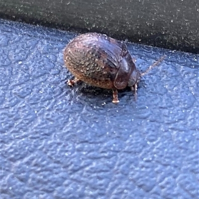 Trachymela sp. (genus) (Brown button beetle) at Kangaroo Valley, NSW - 16 Aug 2025 by lbradley