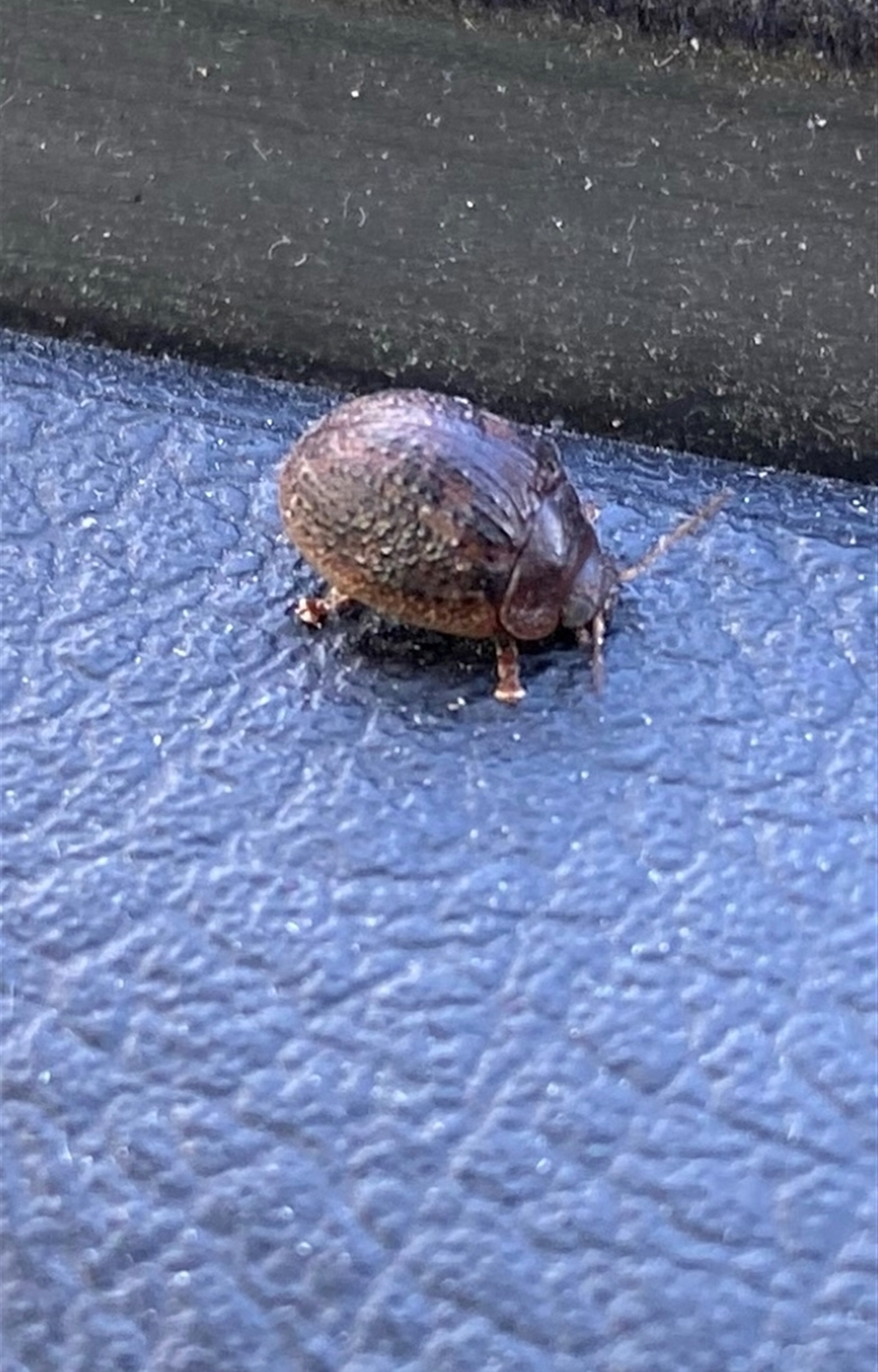 Trachymela sp. (genus) at Kangaroo Valley, NSW - suppressed