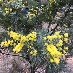 Acacia baileyana x Acacia dealbata (Cootamundra Wattle x Silver Wattle (Hybrid)) at Cook, ACT - 16 Aug 2025 by dwise