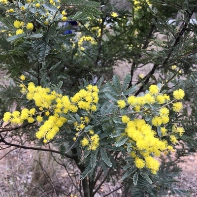 Acacia baileyana x Acacia dealbata (Cootamundra Wattle x Silver Wattle (Hybrid)) at Cook, ACT - 16 Aug 2025 by dwise