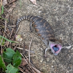 Tiliqua scincoides scincoides (Eastern Blue-tongue) at Coogee, NSW - 16 Aug 2025 by andy999