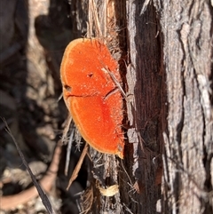Trametes coccinea (Scarlet Bracket) at Canyonleigh, NSW - 17 Aug 2025 by blacksheep