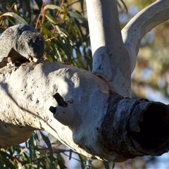Callocephalon fimbriatum (Gang-gang Cockatoo) at Ainslie, ACT - 11 Aug 2025 by jb2602