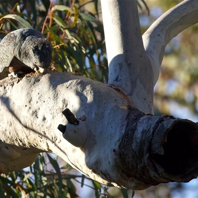 Callocephalon fimbriatum (Gang-gang Cockatoo) at Ainslie, ACT - 11 Aug 2025 by jb2602