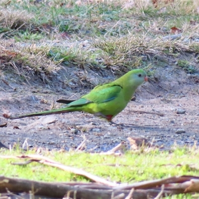 Polytelis swainsonii (Superb Parrot) at Greenway, ACT - 17 Aug 2025 by MB