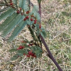 Austroacacidiplosis botrycephalae (A Gall Midge) at Mount Lambie, NSW - 16 Aug 2025 by JoTuronville