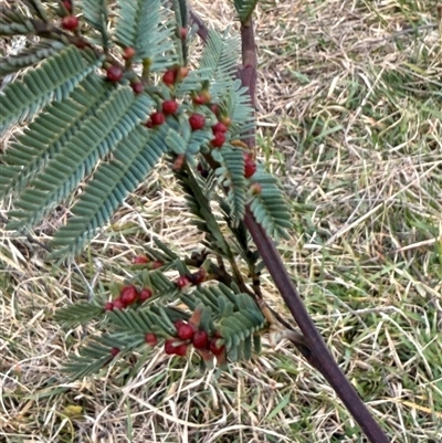 Austroacacidiplosis botrycephalae (A Gall Midge) at Mount Lambie, NSW - 16 Aug 2025 by JoTuronville