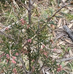 Hakea sericea at Mount Lambie, NSW - 16 Aug 2025 by JoTuronville