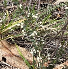 Cryptandra amara at Mount Lambie, NSW - 16 Aug 2025 by JoTuronville