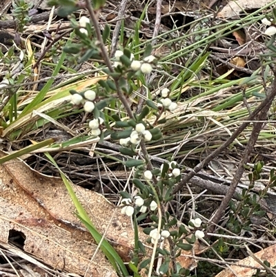Cryptandra amara at Mount Lambie, NSW - 16 Aug 2025 by JoTuronville