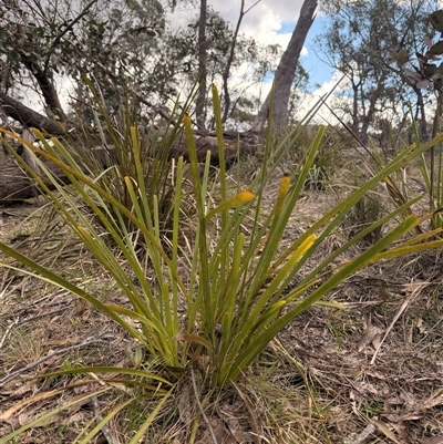 Unverified Grass at Mount Lambie, NSW - 16 Aug 2025 by JoTuronville
