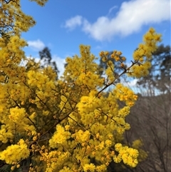 Acacia delibrata at Mount Lambie, NSW - 16 Aug 2025 by JoTuronville