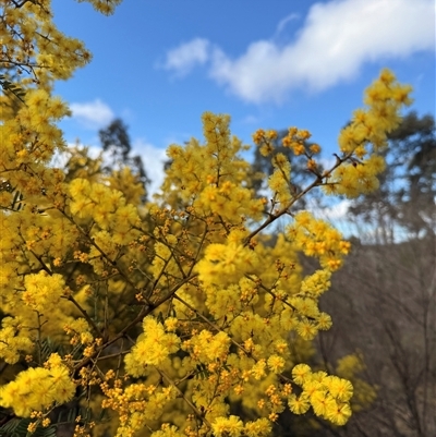 Acacia delibrata at Mount Lambie, NSW - 16 Aug 2025 by JoTuronville