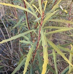 Lomatia myricoides (River Lomatia) at Mount Lambie, NSW - 16 Aug 2025 by JoTuronville
