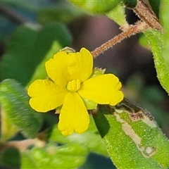 Hibbertia aspera subsp. aspera at Valla Beach, NSW - 17 Aug 2025 by trevorpreston