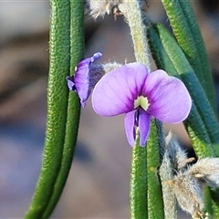 Hovea heterophylla at Valla Beach, NSW - 17 Aug 2025 by trevorpreston