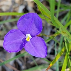 Patersonia (genus) at Valla Beach, NSW - 17 Aug 2025 by trevorpreston
