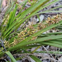 Lomandra longifolia (Spiny-headed Mat-rush, Honey Reed) at Valla Beach, NSW - 17 Aug 2025 by trevorpreston