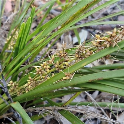 Lomandra longifolia (Spiny-headed Mat-rush, Honey Reed) at Valla Beach, NSW - 17 Aug 2025 by trevorpreston