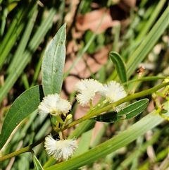 Acacia myrtifolia (Myrtle Wattle) at Valla Beach, NSW - 17 Aug 2025 by trevorpreston