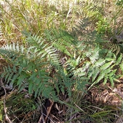 Pteridium esculentum (Bracken) at Valla Beach, NSW - 17 Aug 2025 by trevorpreston