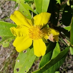 Hibbertia scandens (Climbing Guinea Flower) at Valla Beach, NSW - 17 Aug 2025 by trevorpreston
