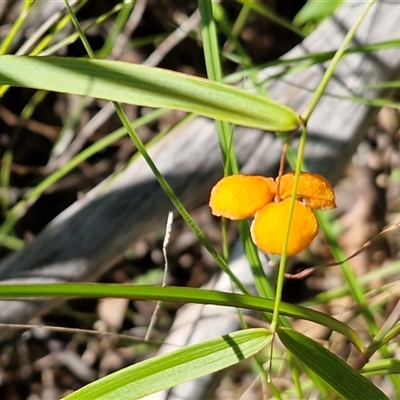 Eustrephus latifolius at Valla Beach, NSW - 17 Aug 2025 by trevorpreston