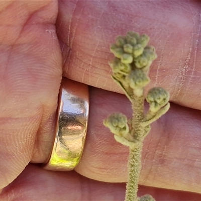 Astrotricha sp. (Star Hair) at Valla Beach, NSW - 17 Aug 2025 by trevorpreston