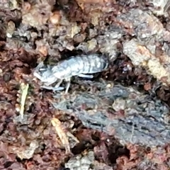 Amphipod (order Amphipoda, family Talitridae) at Valla Beach, NSW - 17 Aug 2025 by trevorpreston