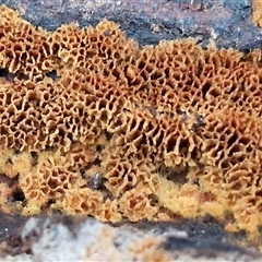 Unverified Other non-black fungi  at Valla Beach, NSW - 17 Aug 2025 by trevorpreston