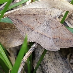 Taxeotis intextata (Looper Moth, Grey Taxeotis) at Valla Beach, NSW - 17 Aug 2025 by trevorpreston