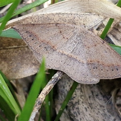 Taxeotis intextata (Looper Moth, Grey Taxeotis) at Valla Beach, NSW - 17 Aug 2025 by trevorpreston