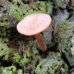 Unverified Cap on a stem; gills below cap [mushrooms or mushroom-like] at Valla Beach, NSW - 17 Aug 2025 by trevorpreston