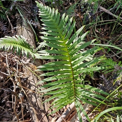 Blechnum cartilagineum (Gristle Fern) at Valla Beach, NSW - 17 Aug 2025 by trevorpreston