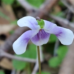 Viola banksii (Native Violet) at Valla Beach, NSW - 17 Aug 2025 by trevorpreston