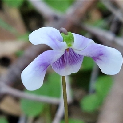 Viola banksii (Native Violet) at Valla Beach, NSW - 17 Aug 2025 by trevorpreston