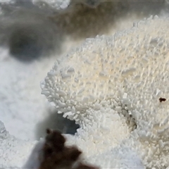 Unverified Other non-black fungi  at Valla Beach, NSW - 17 Aug 2025 by trevorpreston