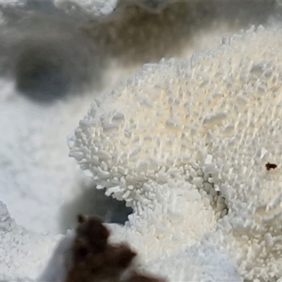 Unverified Other non-black fungi  at Valla Beach, NSW - 17 Aug 2025 by trevorpreston