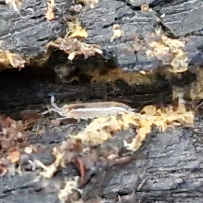 Isopoda (order) at Valla Beach, NSW - 17 Aug 2025 by trevorpreston