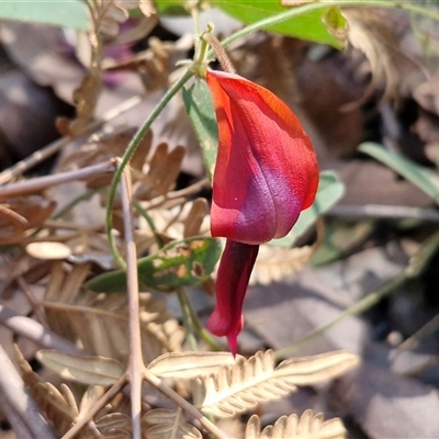 Kennedia rubicunda (Dusky Coral Pea) at Valla Beach, NSW - 17 Aug 2025 by trevorpreston