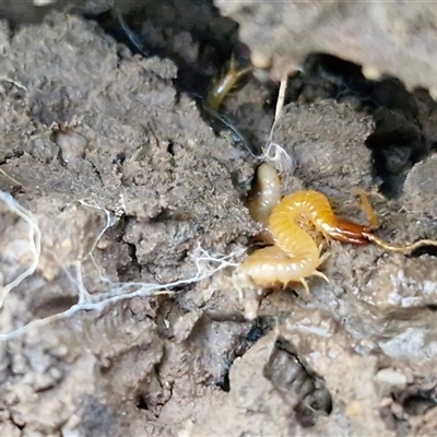 Unverified Centipede (Chilopoda) at Valla Beach, NSW - 17 Aug 2025 by trevorpreston