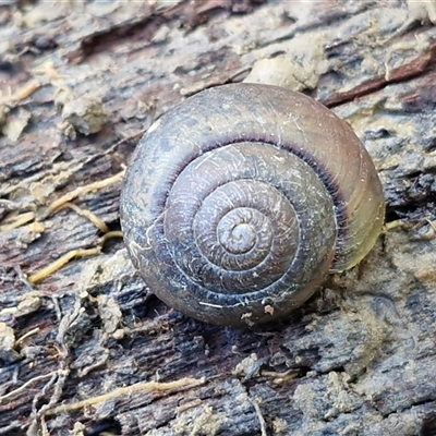 Ponderconcha murphyi at Valla Beach, NSW - 17 Aug 2025 by trevorpreston