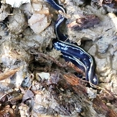 Caenoplana coerulea (Blue Planarian, Blue Garden Flatworm) at Valla Beach, NSW - 17 Aug 2025 by trevorpreston